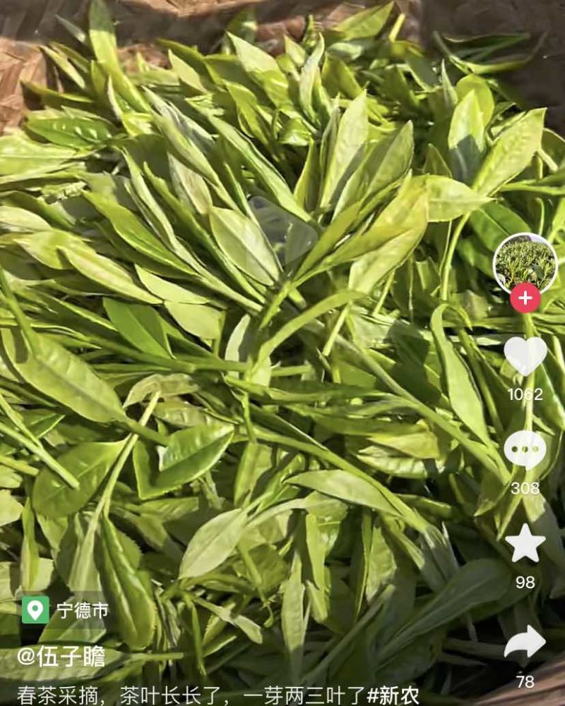 茶叶