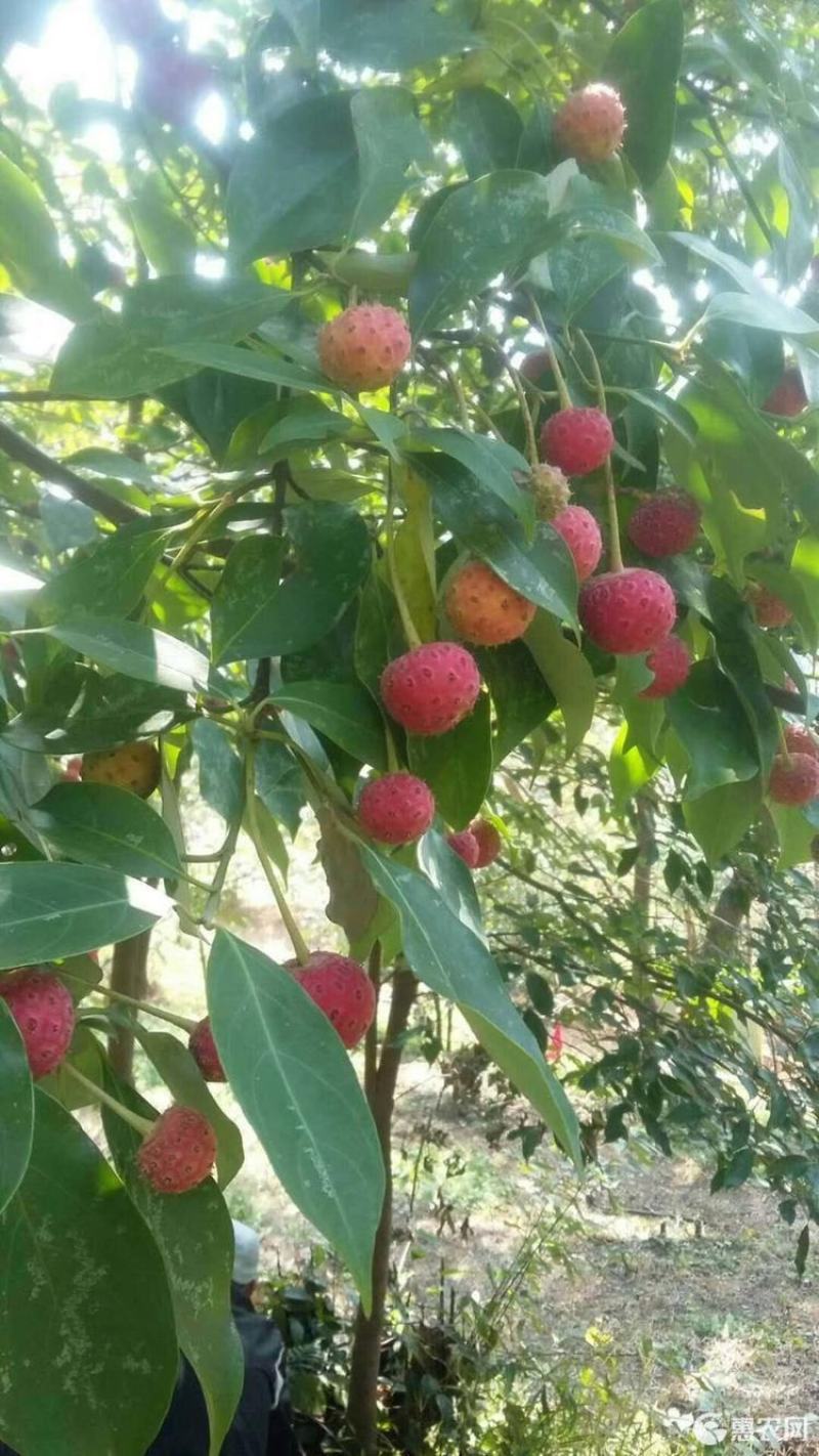 四照花种子花卉国产春季优质秋季观花散装多年生林木园林种籽
