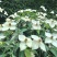 四照花种子花卉国产春季优质秋季观花散装多年生林木园林种籽