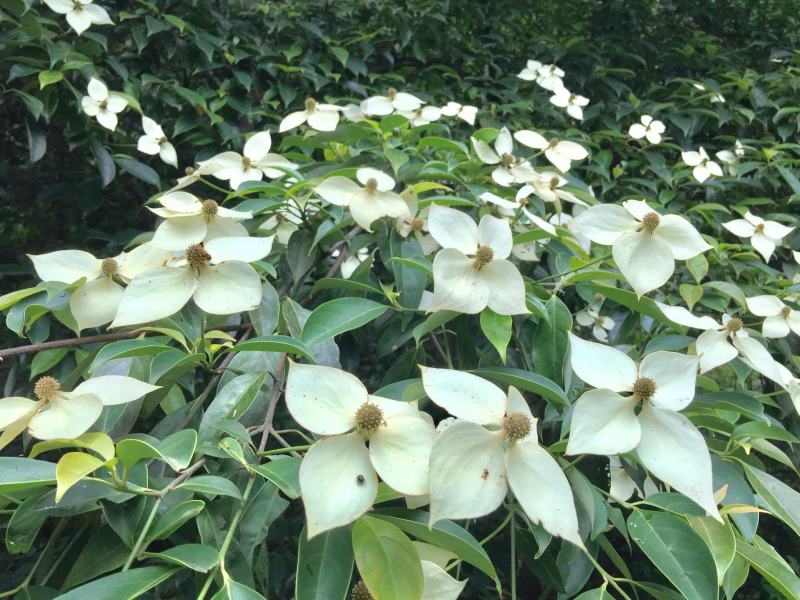 四照花种子花卉国产春季优质秋季观花散装多年生林木园林种籽
