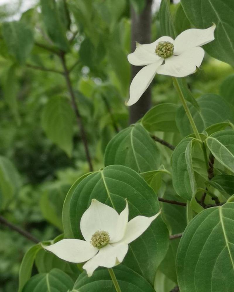 四照花种子花卉国产春季优质秋季观花散装多年生林木园林种籽