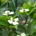 四照花种子花卉国产春季优质秋季观花散装多年生林木园林种籽