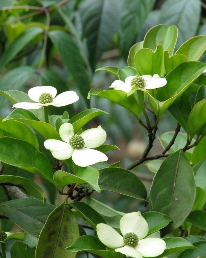 四照花种子花卉国产春季优质秋季观花散装多年生林木园林种籽