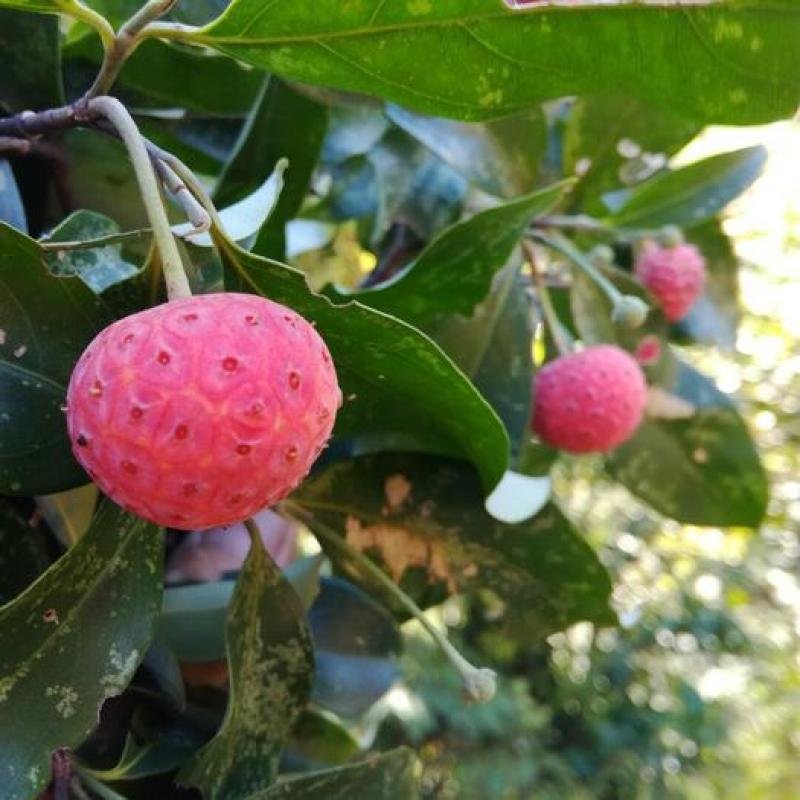 四照花种子花卉国产春季优质秋季观花散装多年生林木园林种籽
