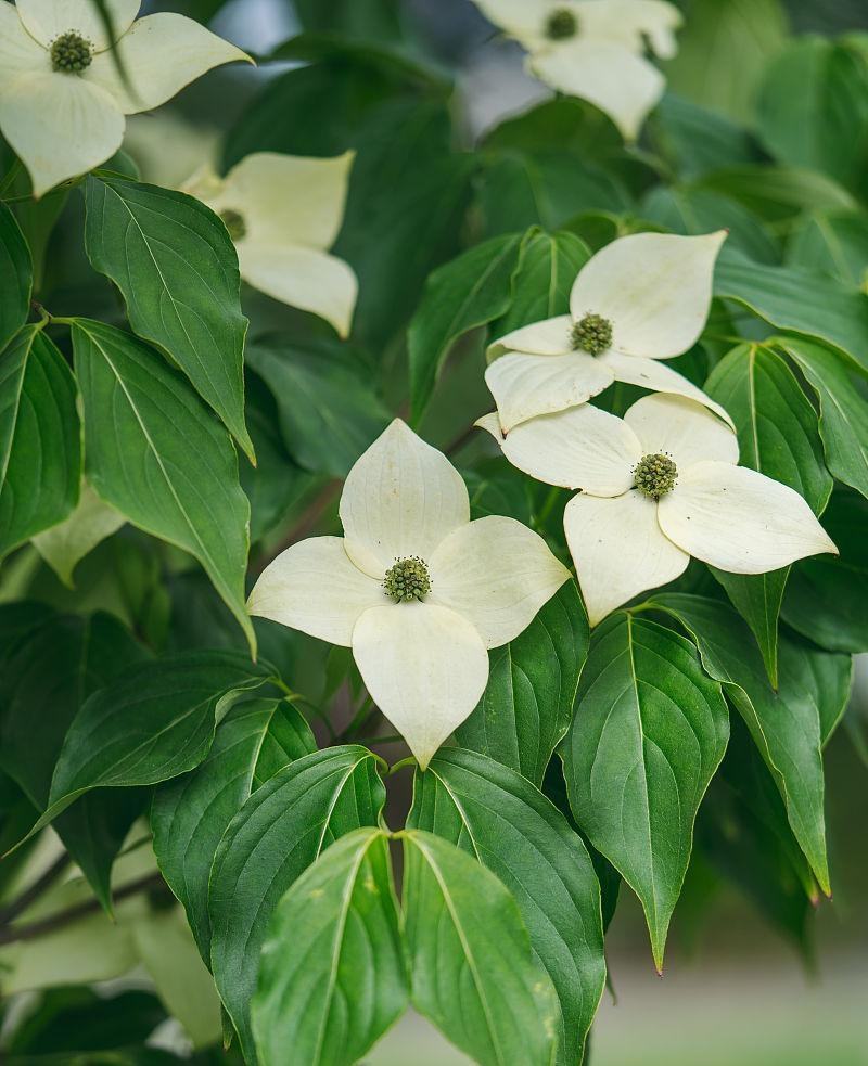 四照花种子花卉国产春季优质秋季观花散装多年生林木园林种籽