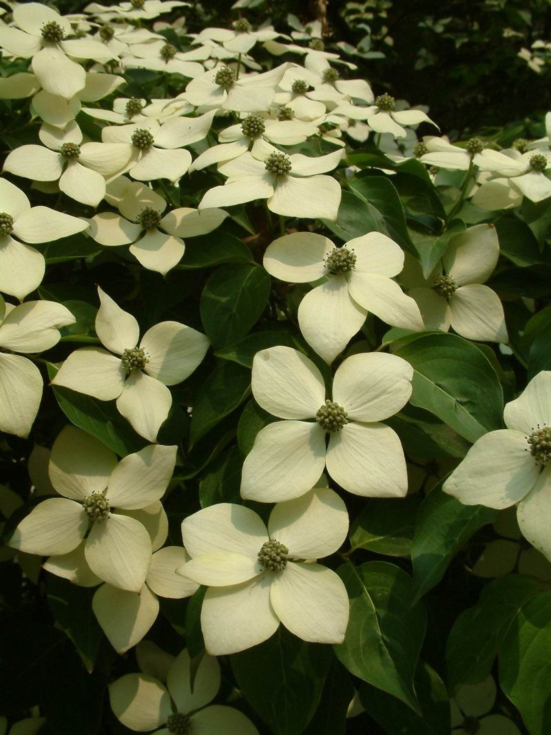 四照花种子花卉国产春季优质秋季观花散装多年生林木园林种籽