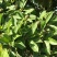 四照花种子花卉国产春季优质秋季观花散装多年生林木园林种籽
