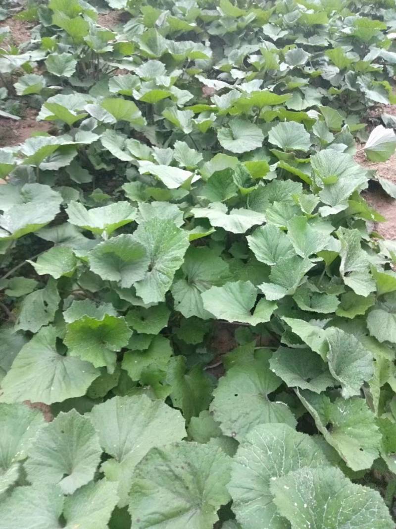 款冬花种苗，款冬花种子，款冬花种，纯野生款冬花苗