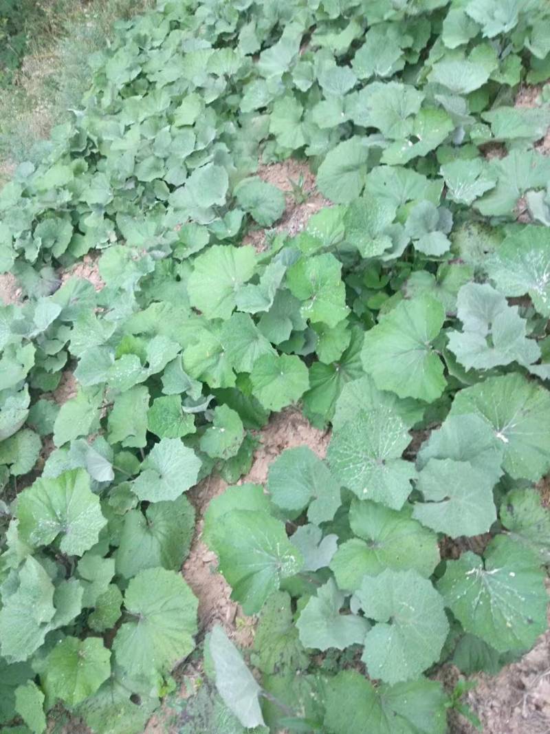 款冬花种苗，款冬花种子，款冬花种，纯野生款冬花苗