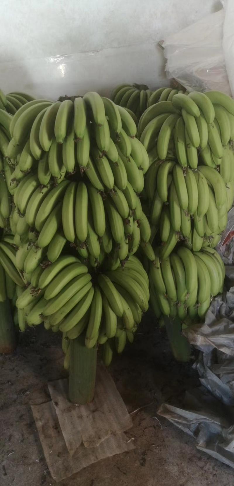 福建漳州精品香蕉………………………………