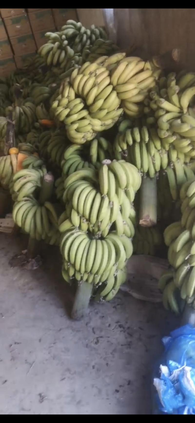 福建漳州精品香蕉………………………………