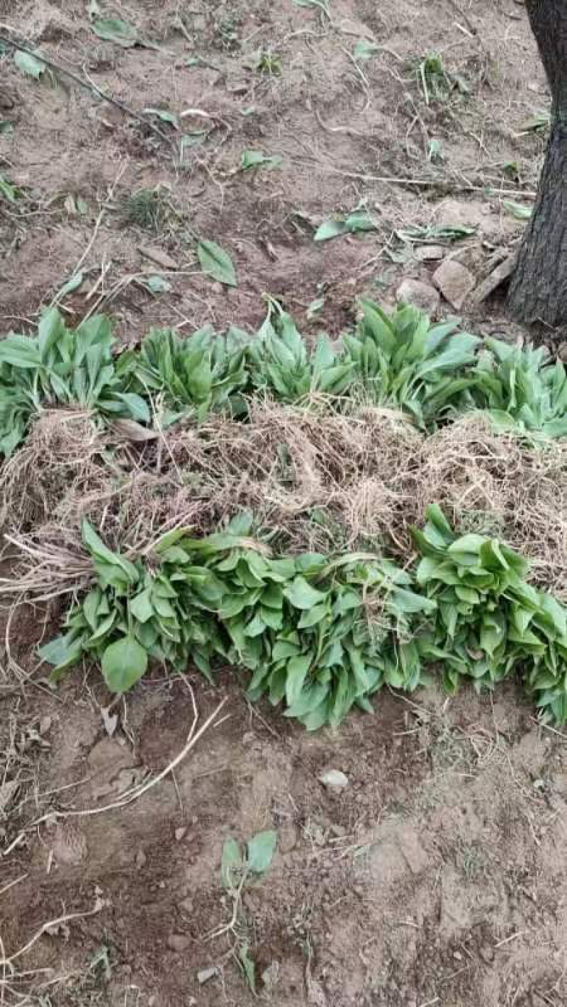 【牛商优选】紫花玉簪，现货，种植户没有中间商，尖叶直立