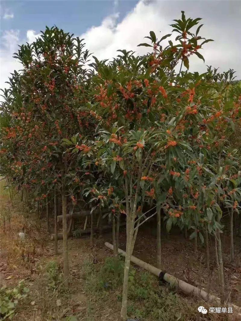 【热卖】重庆苗木基地桂花树八月桂花树金桂现起现发长期供应