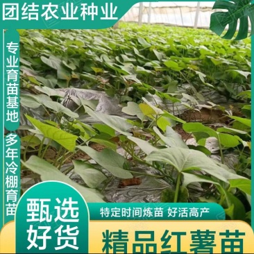 开封尉氏万亩脱毒红薯苗育苗基地优选直供，龙九，西瓜红等