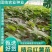 开封尉氏万亩脱毒红薯苗育苗基地优选直供，龙九，西瓜红等