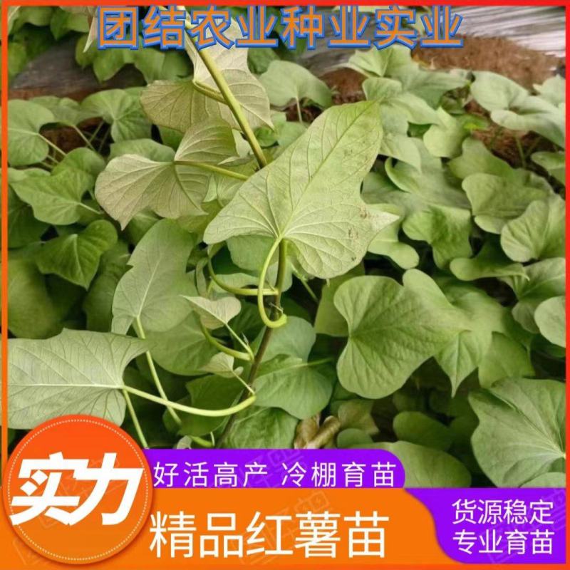 开封尉氏脱毒红薯苗育苗基地优选直供，量大从优，量大包回收