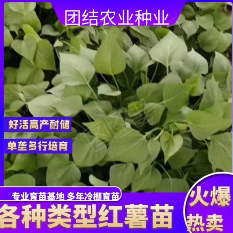 河南开封农业公司百亩红薯苗育苗基地优选直供，量大从优
