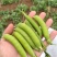 长寿仁豌豆荚新鲜嫩豌豆中青豆甜豌豆角弯豆夹荷包豆已上市