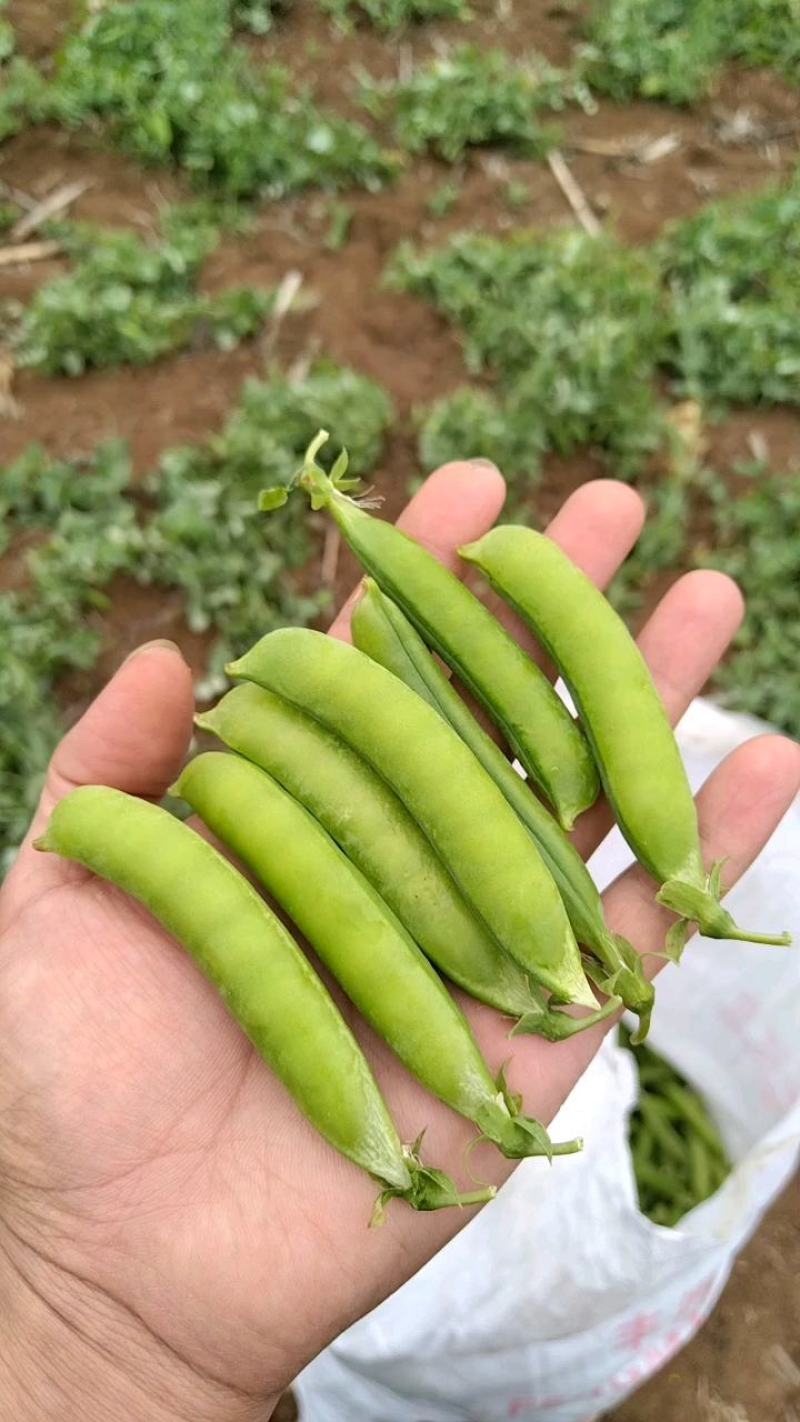 长寿仁豌豆荚新鲜嫩豌豆中青豆甜豌豆角弯豆夹荷包豆已上市