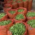 长寿仁豌豆荚新鲜嫩豌豆中青豆甜豌豆角弯豆夹荷包豆已上市