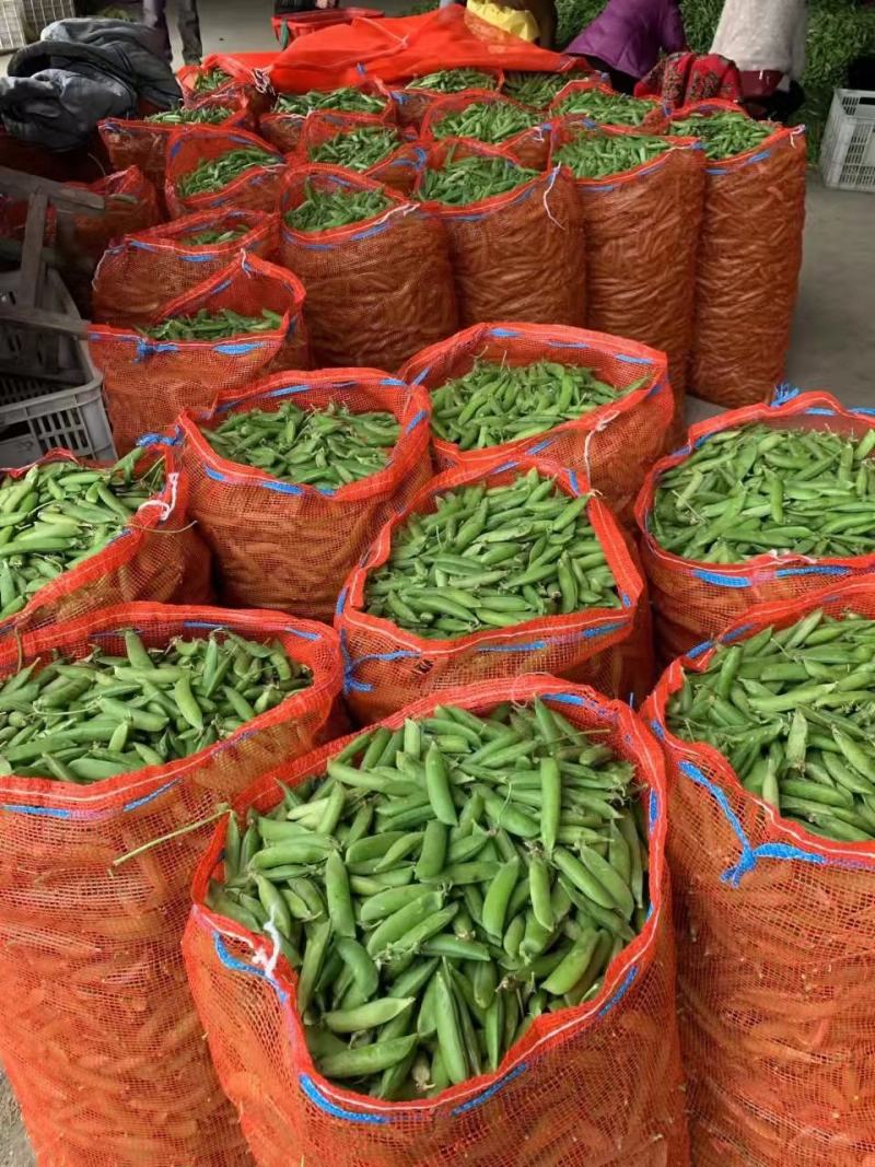 长寿仁豌豆荚新鲜嫩豌豆中青豆甜豌豆角弯豆夹荷包豆已上市