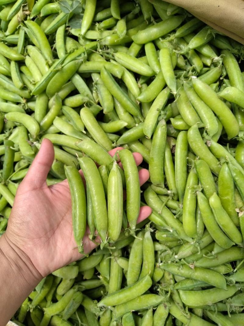 长寿仁豌豆荚新鲜嫩豌豆中青豆甜豌豆角弯豆夹荷包豆已上市