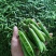 长寿仁豌豆荚新鲜嫩豌豆中青豆甜豌豆角弯豆夹荷包豆已上市