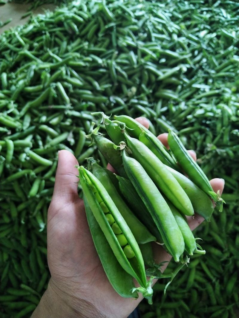 长寿仁豌豆荚新鲜嫩豌豆中青豆甜豌豆角弯豆夹荷包豆已上市