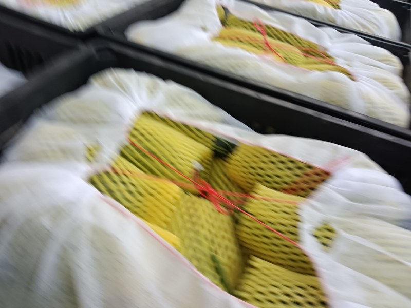 博洋九号甜瓜博阳9砀山万亩基地大量上市了！保证品质