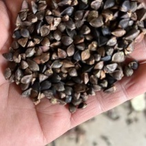 荞麦甜荞麦厂家直供量大从优价格实惠欢迎联系