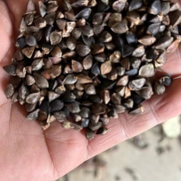 荞麦甜荞麦厂家直供量大从优价格实惠欢迎联系