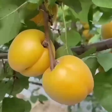大棚温室金太阳杏现已上市有需要的老板速度联系