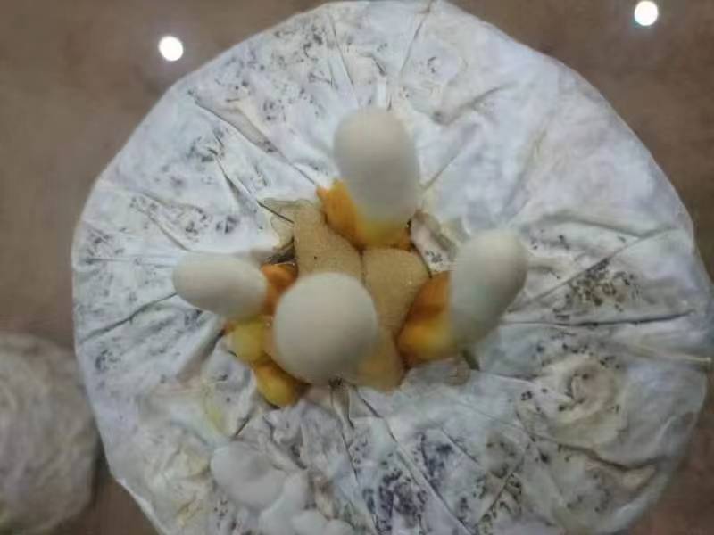 显示菌丝正在从旧菌柄向新培养料扩展的过程 再生栽培过程中的菌丝生长情况