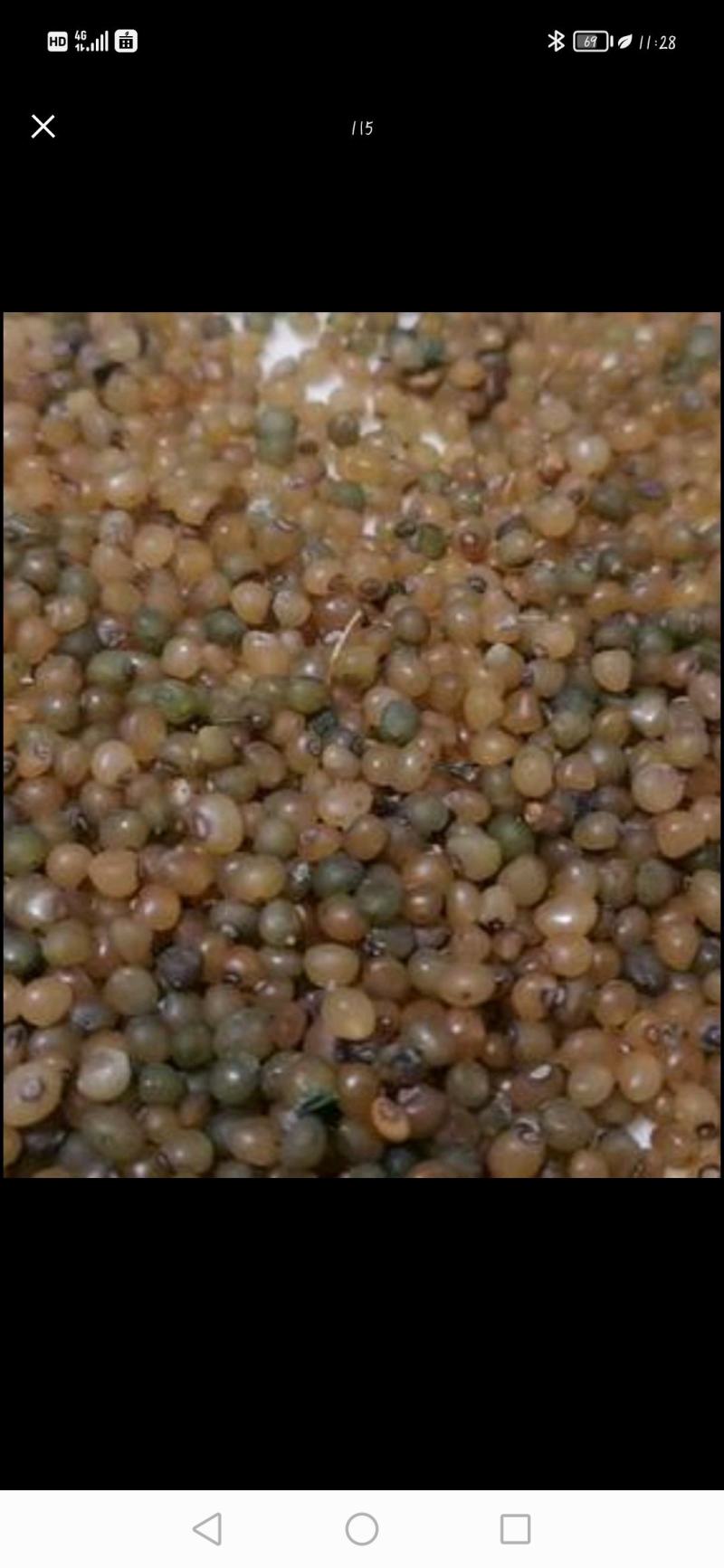 鸡头黄精种子
