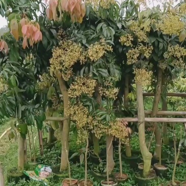 圈枝荔枝苗树枝头荔枝苗批发啦，1-20公分粗规格有货