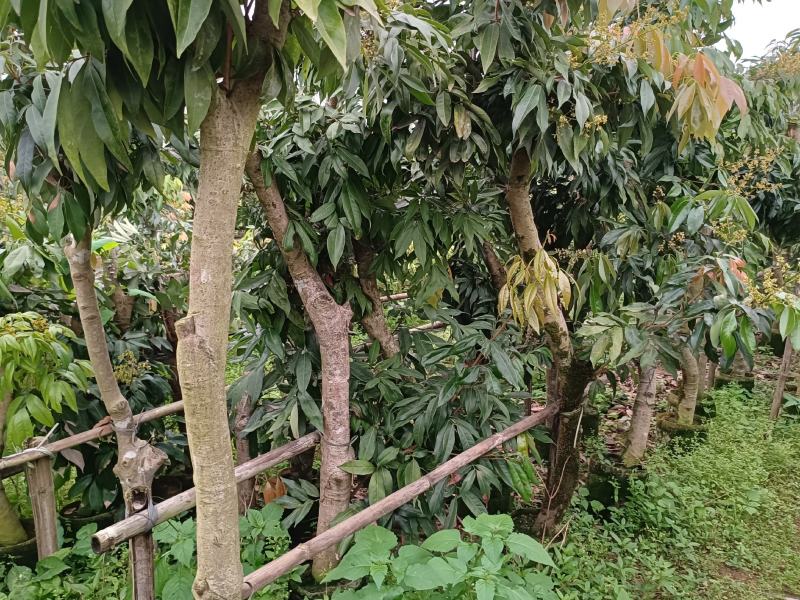 圈枝荔枝苗树枝头荔枝苗批发啦，1-20公分粗规格有货