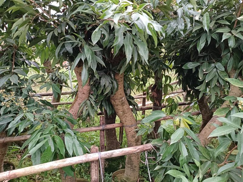 圈枝荔枝苗树枝头荔枝苗批发啦，1-20公分粗规格有货