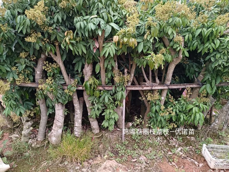 圈枝荔枝苗树枝头荔枝苗批发啦，1-20公分粗规格有货
