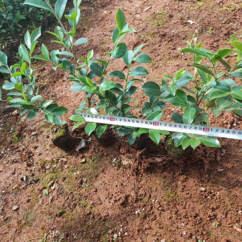 茶梅小杯中杯苗，大量供应现货，欢迎各位老总来电咨询。