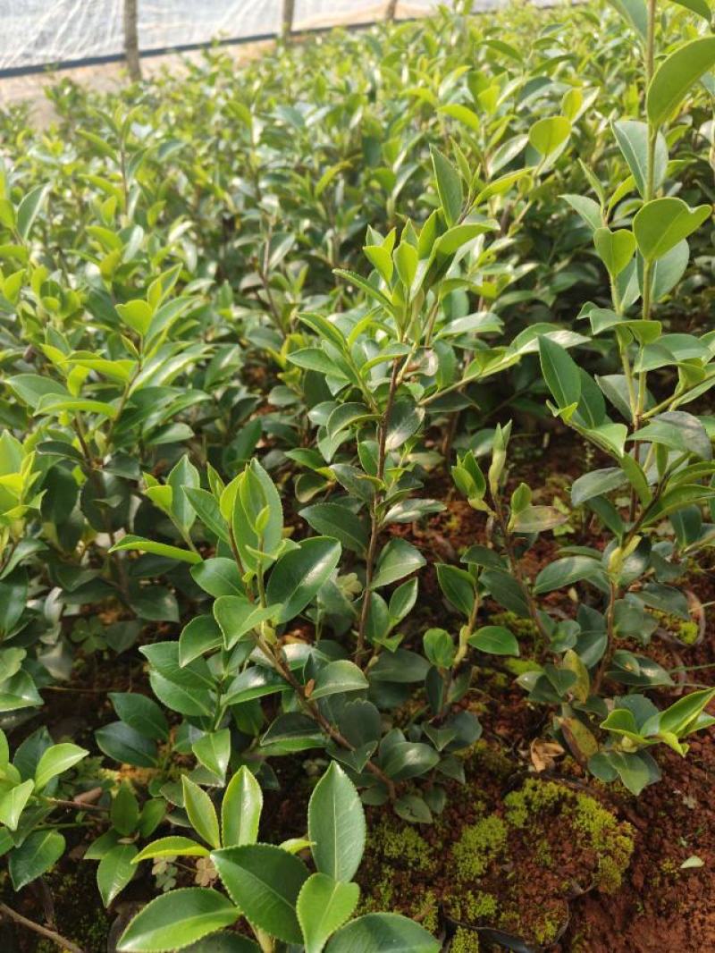 茶梅小杯中杯苗，大量供应现货，欢迎各位老总来电咨询。