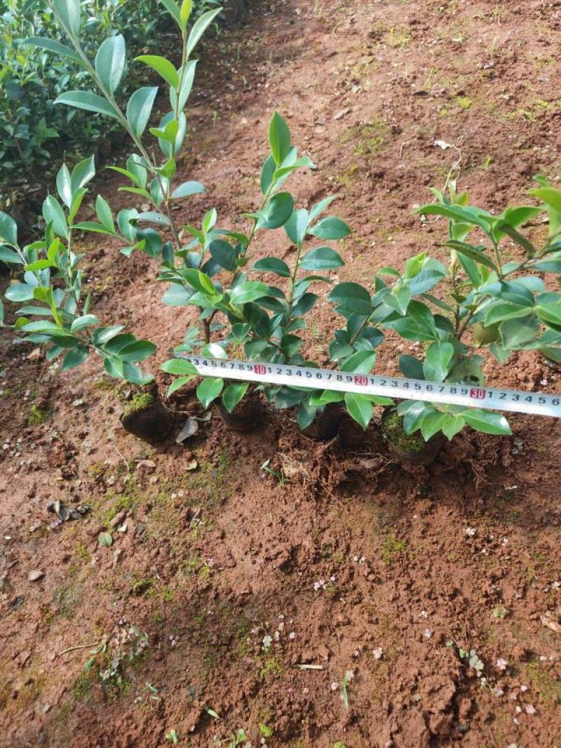茶梅小杯中杯苗，大量供应现货，欢迎各位老总来电咨询。
