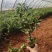 茶梅小杯中杯苗，大量供应现货，欢迎各位老总来电咨询。