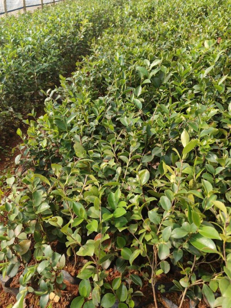茶梅小杯中杯苗，大量供应现货，欢迎各位老总来电咨询。