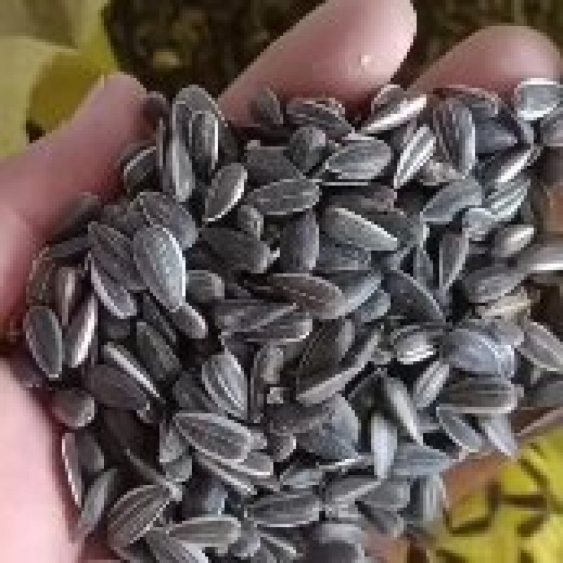 鸽粮，油葵，过风过筛精选精品，每一粒都是精选，