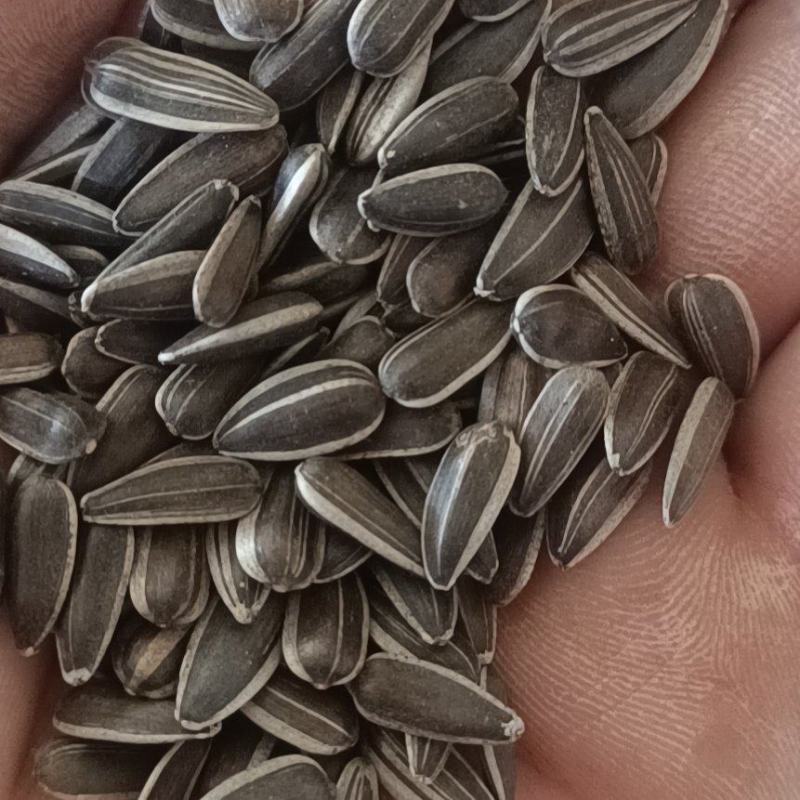 鸽粮，油葵，过风过筛精选精品，每一粒都是精选，