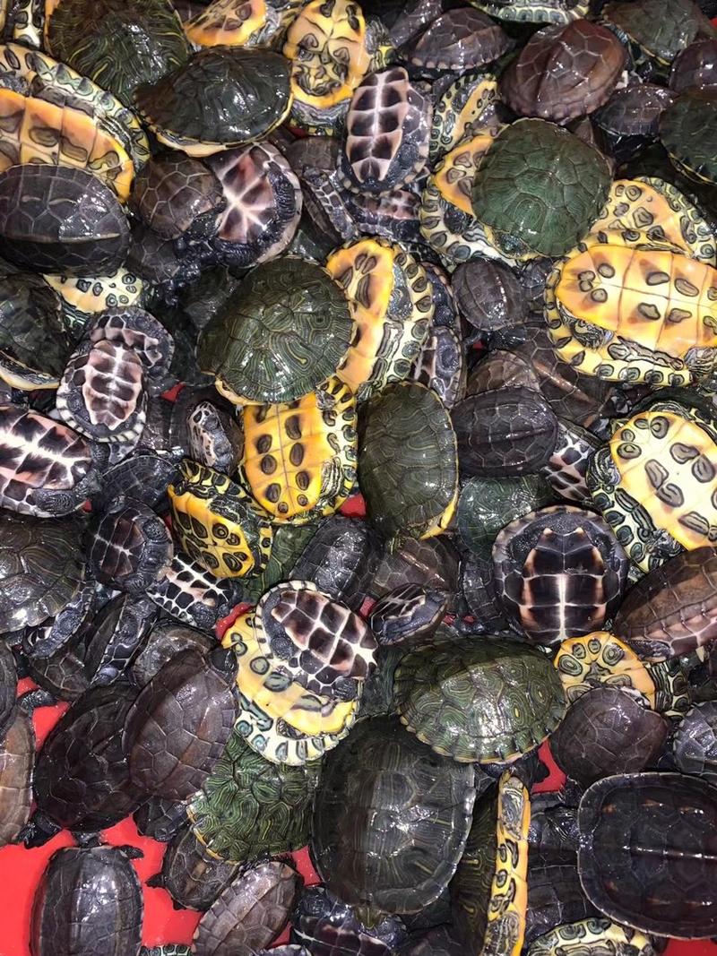巴西龟，草龟，火焰龟，价格优惠质量保证