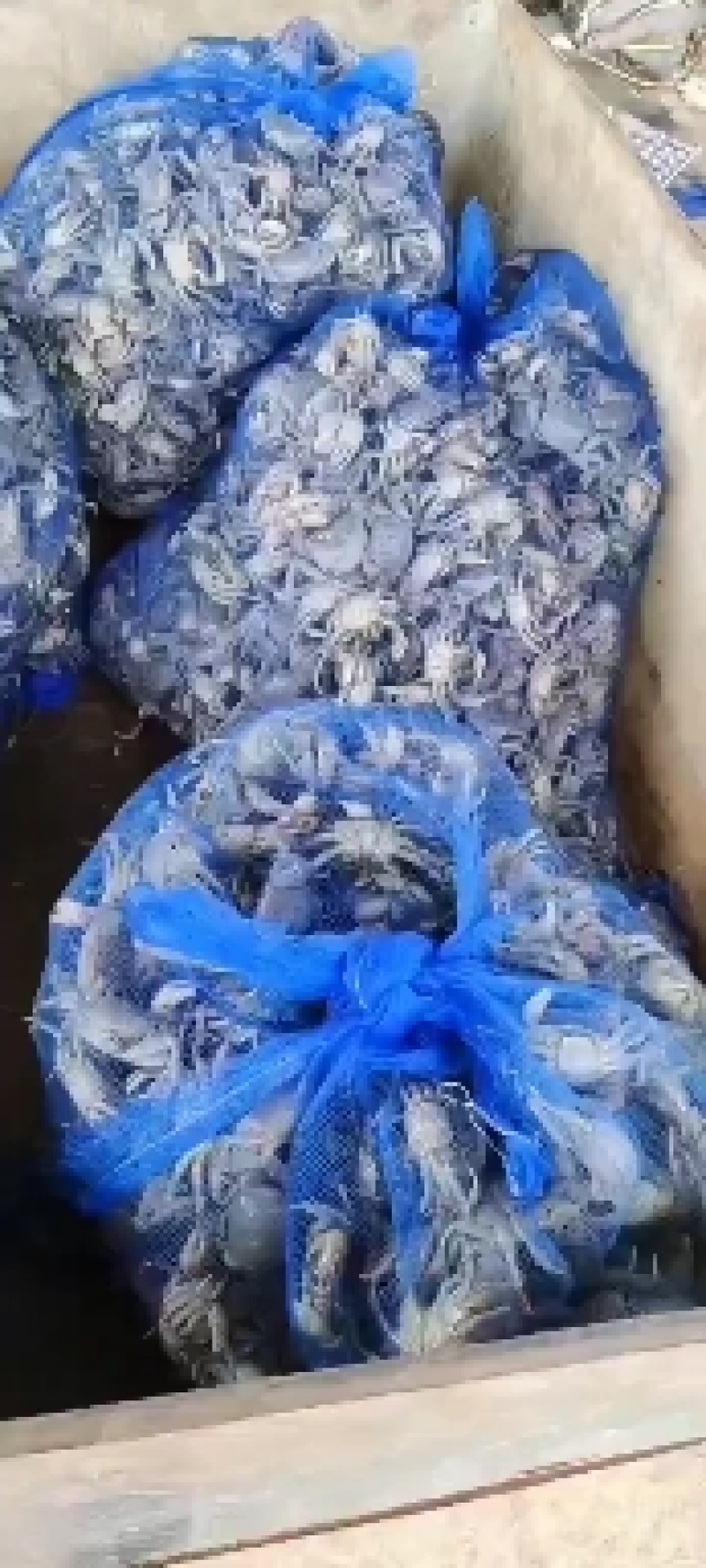 发财蟹，蟛蜞。产地供货