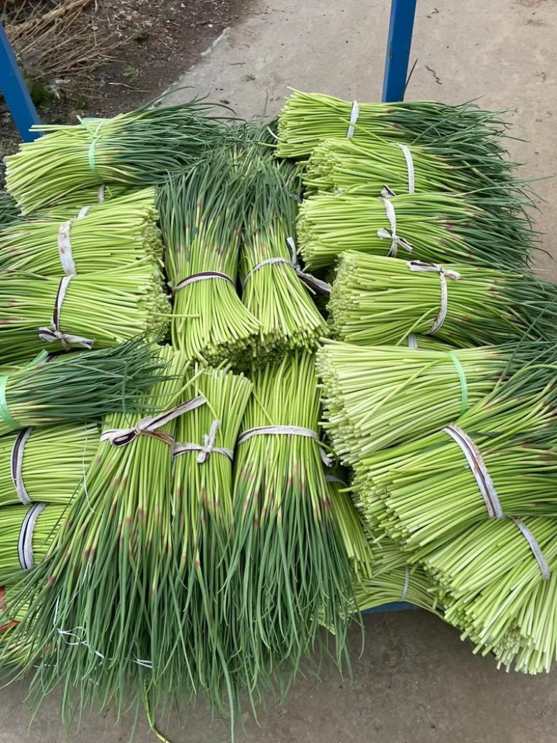 【热卖推荐】江苏邳州红帽蒜苔大量上市全国走货欢迎联系