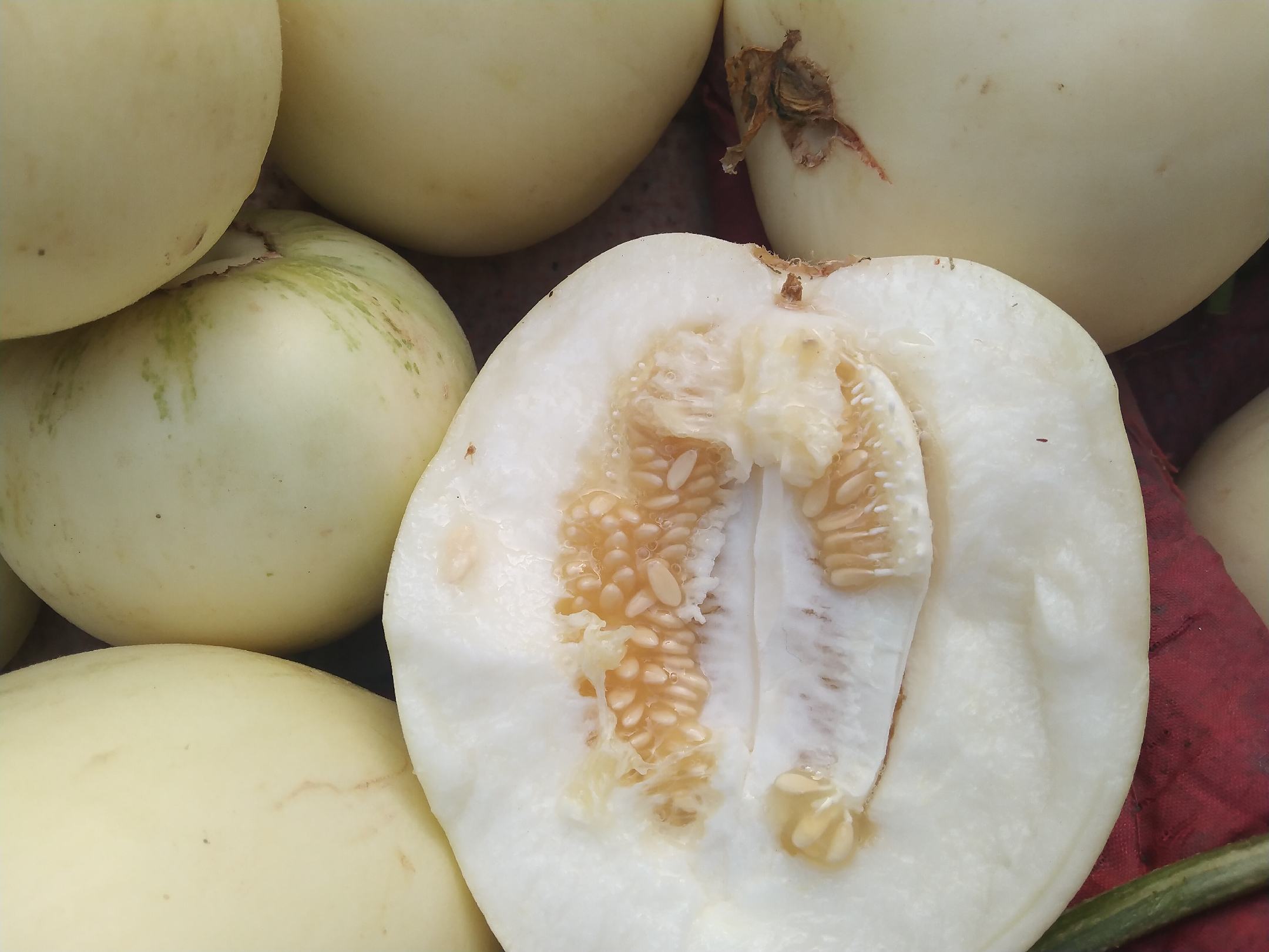 伊丽莎白甜瓜切开示意图