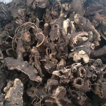 内蒙古火燎升麻干度嘎嘎的收拾的干净